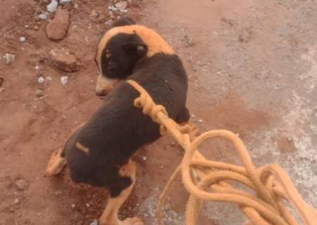 Corpo de Bombeiros Militar resgata cachorro de sumidouro de água em Nova Andradina